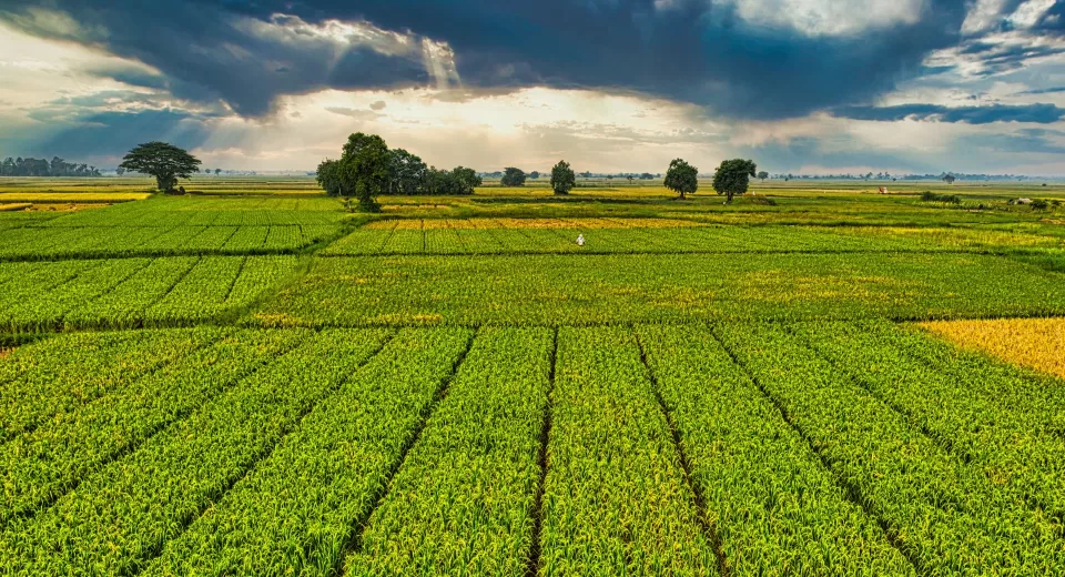 Índice de Produtividade Tecnológica (IPT) do Agro traz recorte sobre os investimentos tecnológico futuros das empresas do setor.