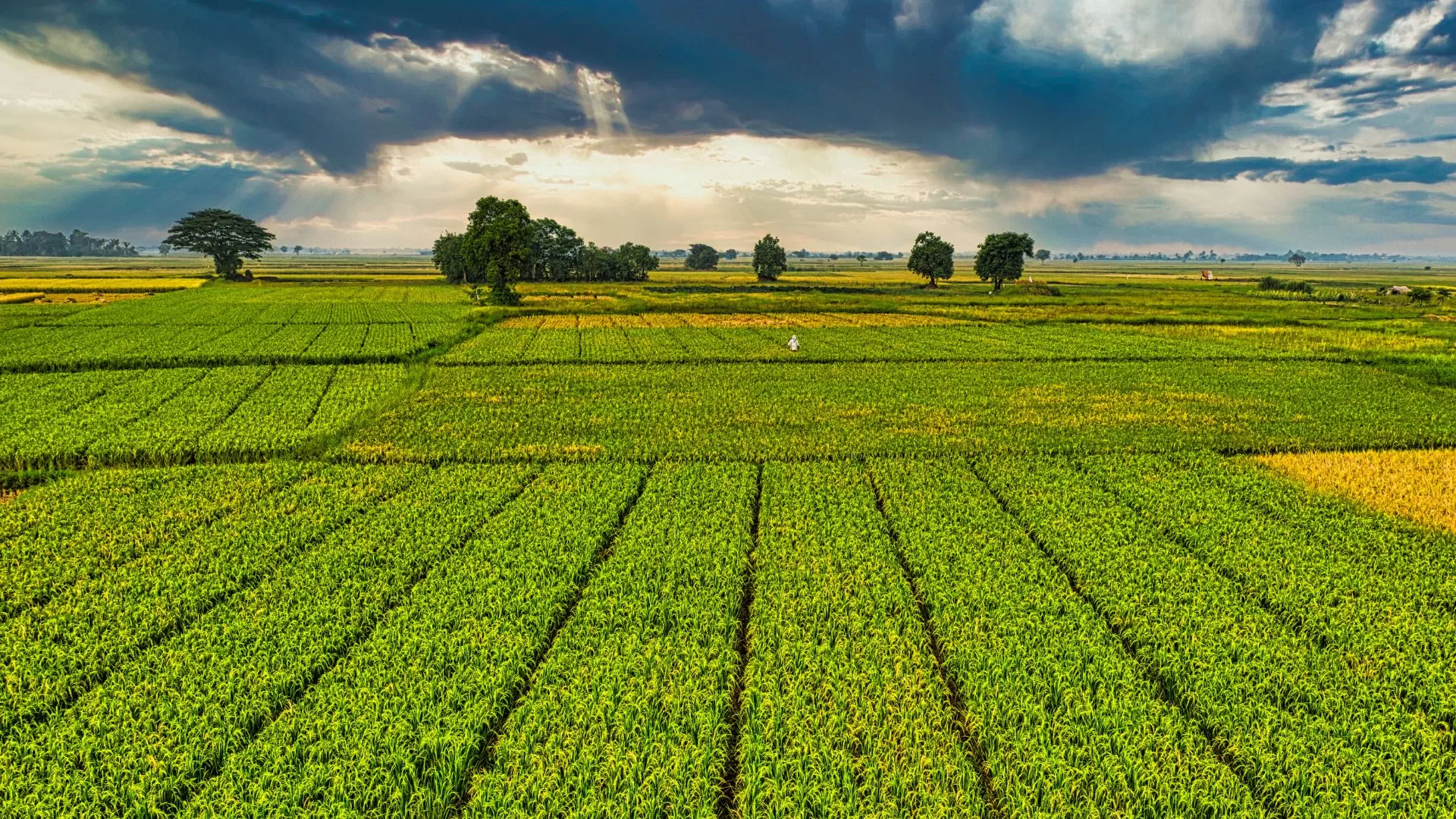 Índice de Produtividade Tecnológica (IPT) do Agro traz recorte sobre os investimentos tecnológico futuros das empresas do setor.