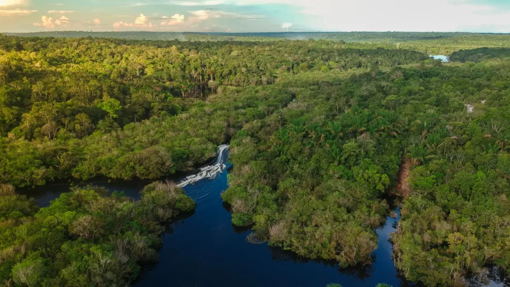 Microsoft amplia compromisso de restaurar a Amazônia e a Mata Atlântica com a re.green